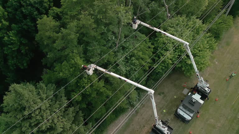 How Our Tree Care Process Works  in Florence, SC